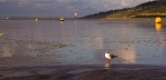 Piou piou on the beach